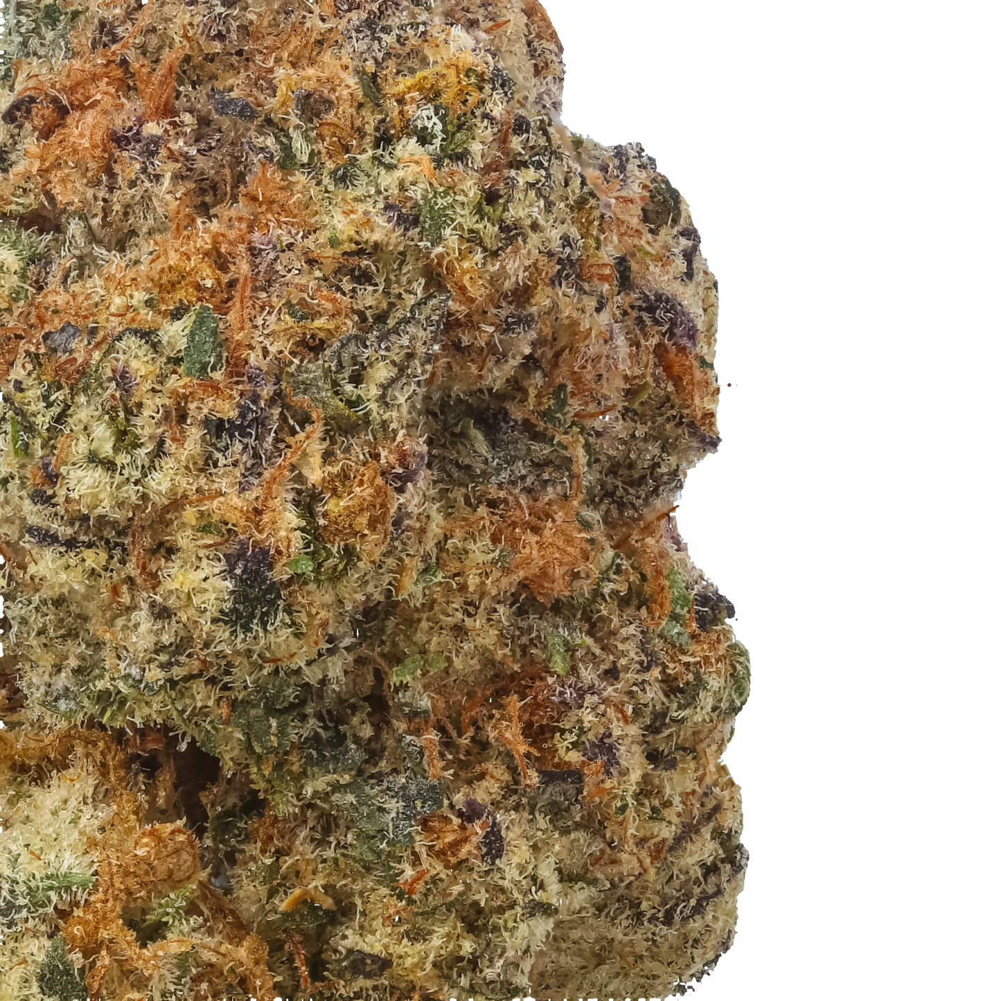 Black Baccara