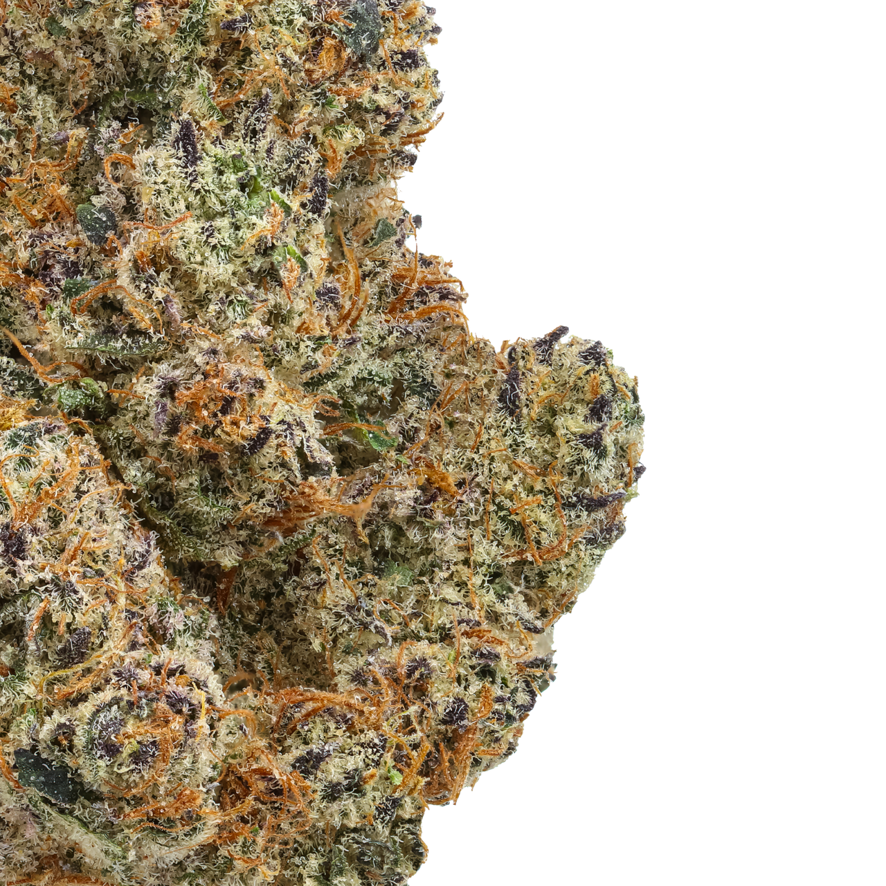 Lemon Tree