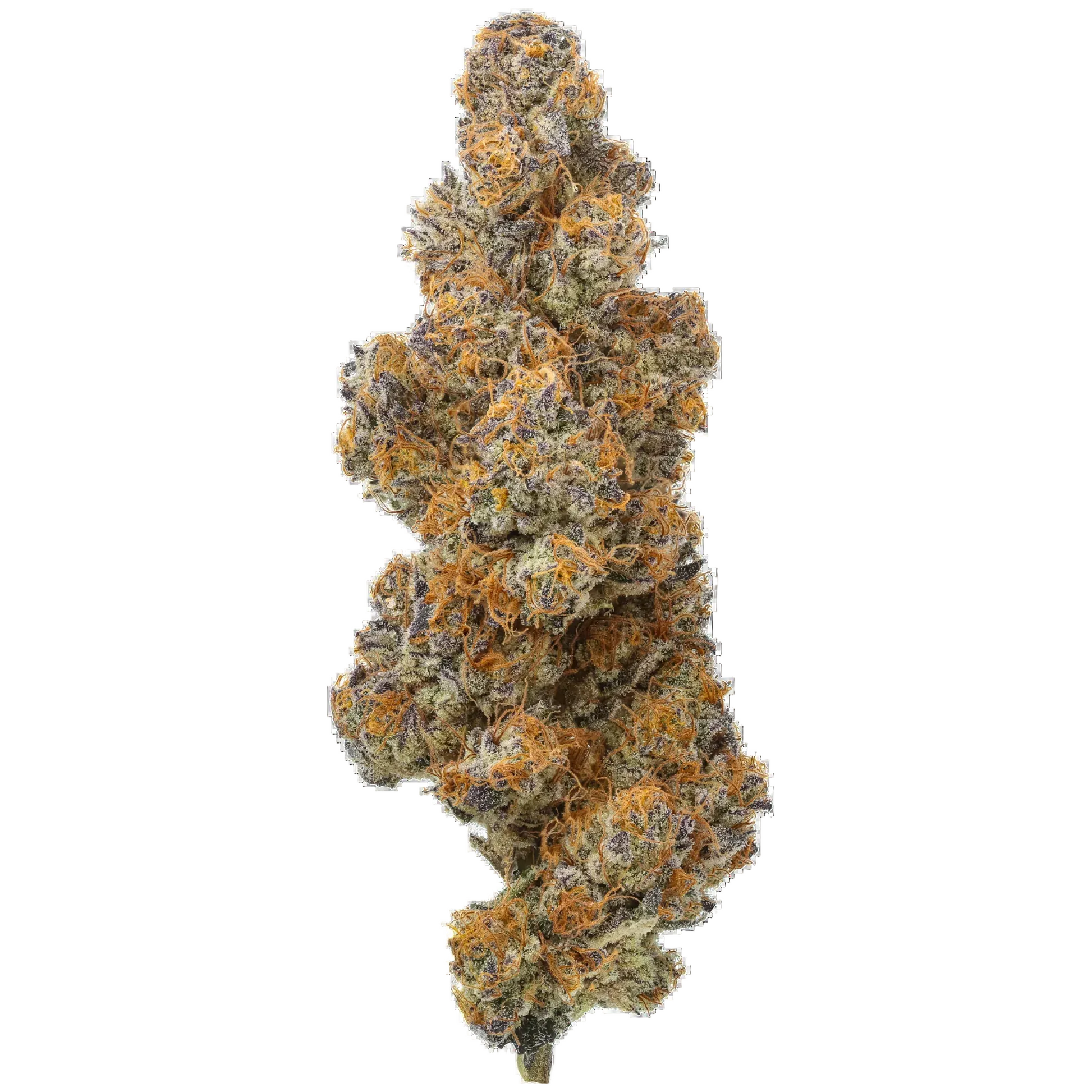 Close-up of Peyton's Strawberries cannabis bud with orange hairs and purple hues