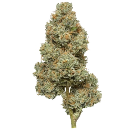 Close-up of Permanent Marker cannabis flower bud with orange hairs and frosty trichomes