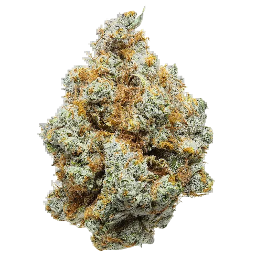 White Cheddar cannabis bud close-up, frosty trichomes and orange hairs, white background